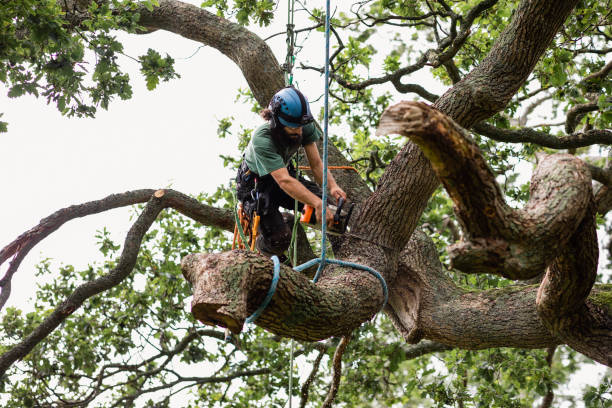 Best Storm Damage Tree Cleanup  in Carolina Beach, NC
